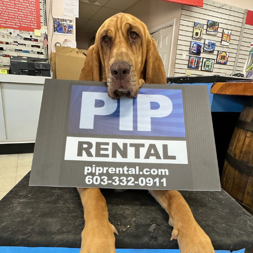 PIP Rentals dog, laying down with a branded sign rested against him.